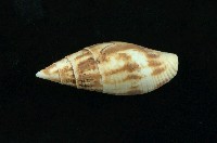 藏品(縱斑筆螺)的圖片